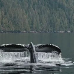 The Whale and the Raven - Dokumentarfilm der Filmemacherin Mirijam Leuze