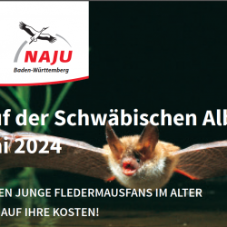 NABU: BatCamp auf der Schwäbischen Alb für Fledermausfans von 14 bis 27