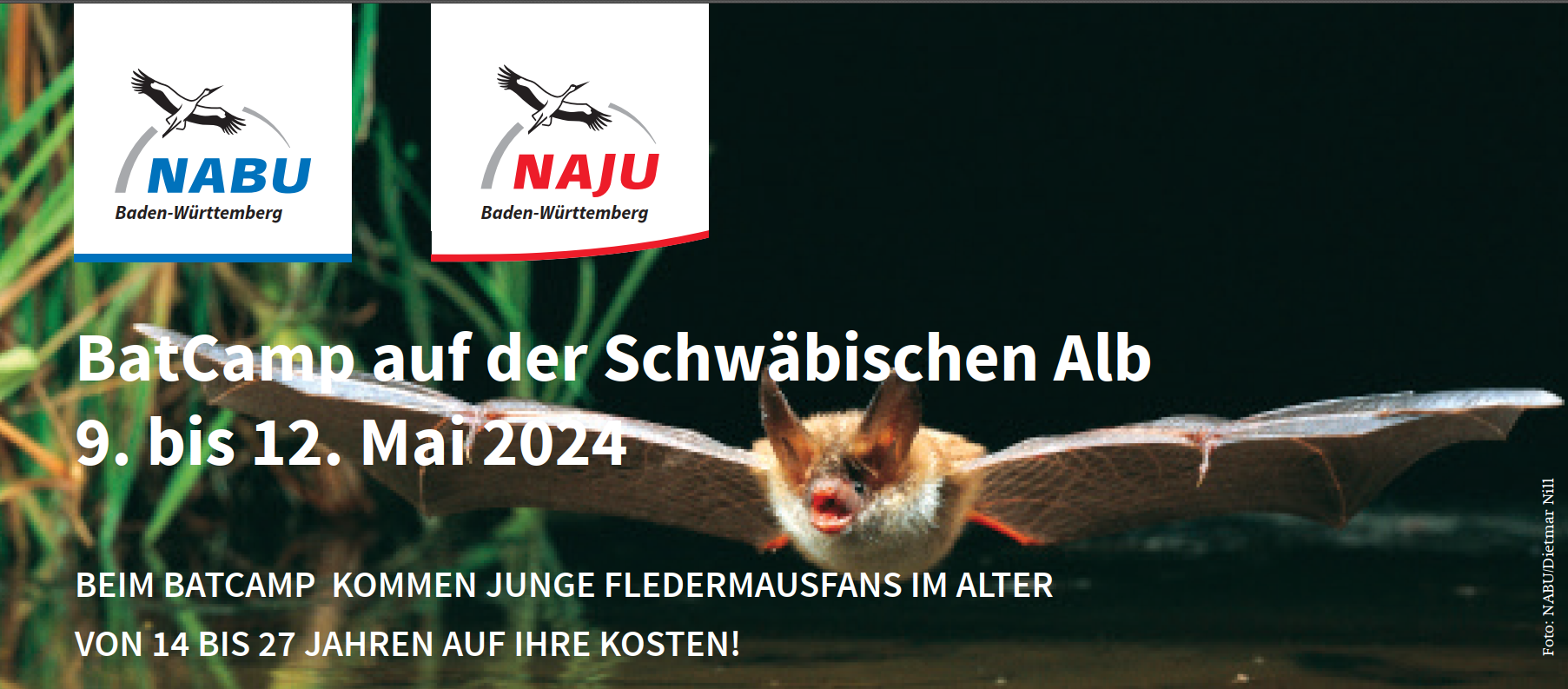 NABU: BatCamp auf der Schwäbischen Alb für Fledermausfans von 14 bis 27